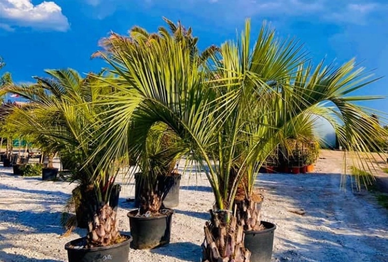 palmy egzotyczne różnej wielości